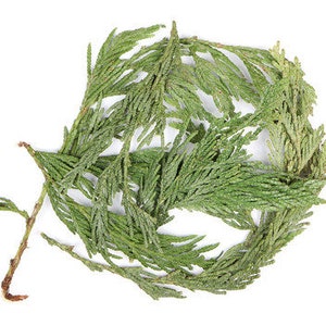 Peut inclure: Un bouquet de brindilles de cèdre vert avec quelques tiges brunes.