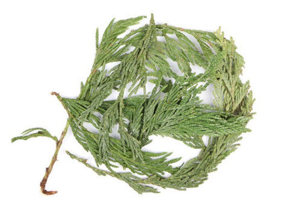 Cedar Leaf Tips Cedar Leaf Tips