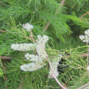 May include: A close-up shot of a plant featuring fine, green, needle-like leaves and clusters of tiny white flowers. The flowers are densely packed, providing a textured look against the backdrop of the bright green foliage. The image captures the natural beauty of the plant.