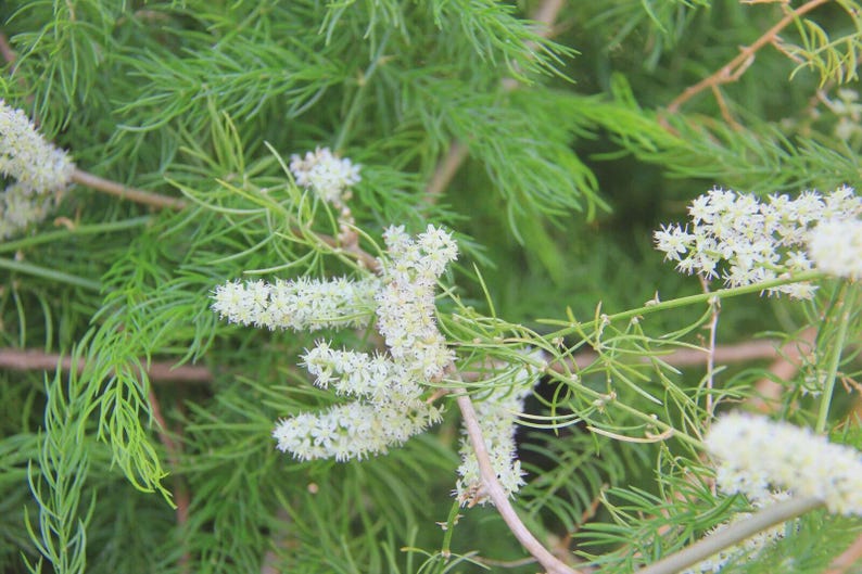 May include: A close-up shot of a plant featuring fine, green, needle-like leaves and clusters of tiny white flowers. The flowers are densely packed, providing a textured look against the backdrop of the bright green foliage. The image captures the natural beauty of the plant.