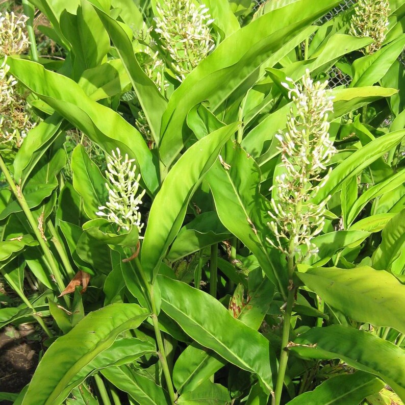 May include: Close-up of a plant with large, vibrant green leaves and several white flower spikes. The leaves are long and oval-shaped, with prominent veins. The flowers are small and clustered, creating a delicate contrast against the foliage. The plant appears healthy and well-lit.