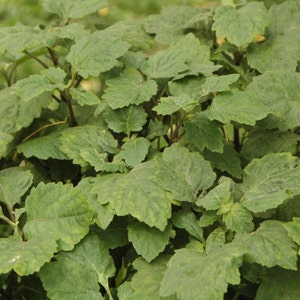 Patchouli Essential Oil