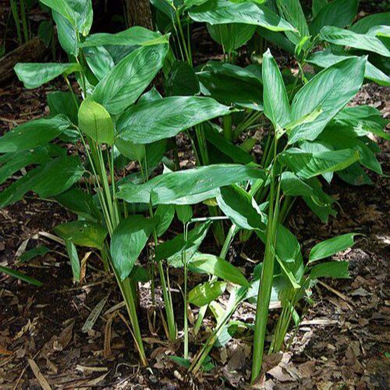 Green Maranta arundinacea plants growing in a natural setting with leaves and stems.