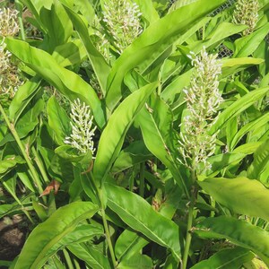 May include: Close-up of a plant with large, bright green leaves and tall, white flower spikes. The leaves are long and oval-shaped, with prominent veins. The flowers are small and clustered together, creating a textured appearance. The plant is in a natural outdoor setting.