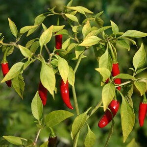 Puede incluir: Primer plano de una planta de chiles con chiles rojos brillantes y hojas verdes y amarillas. Los chiles son largos y delgados, y las hojas muestran una mezcla de verde y amarillo. El fondo est&aacute; borroso, lo que sugiere un entorno natural al aire libre.