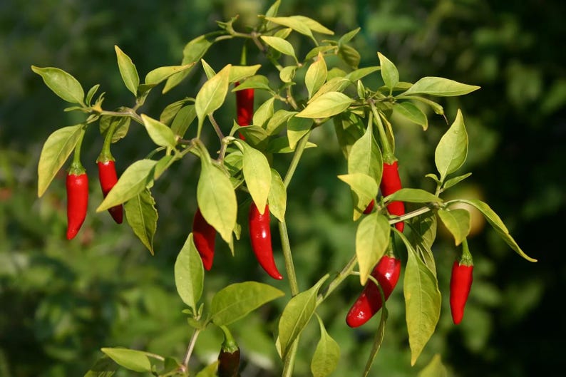 Puede incluir: Primer plano de una planta de chiles con chiles rojos brillantes y hojas verdes y amarillas. Los chiles son largos y delgados, y las hojas muestran una mezcla de verde y amarillo. El fondo est&aacute; borroso, lo que sugiere un entorno natural al aire libre.
