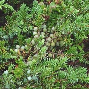 Baga de zimbro inteira (orgânica) imagem 3