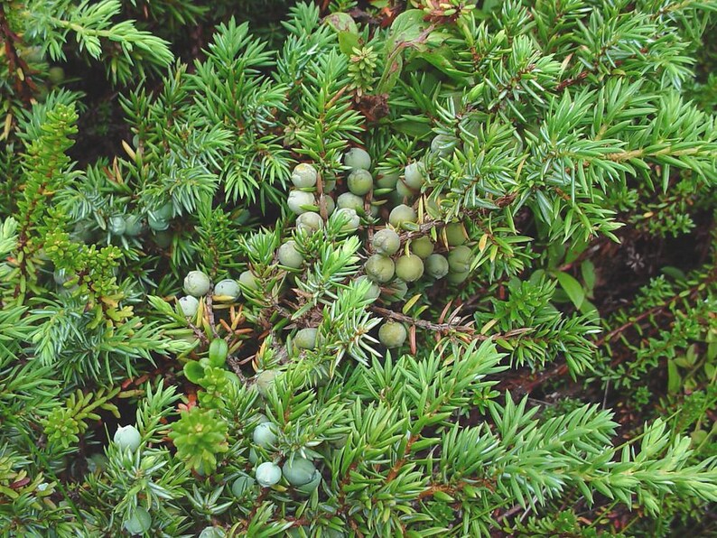 Baga de zimbro inteira (orgânica) imagem 3