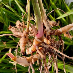 May include: Close-up of galangal rhizomes, showing the root system and stems. The rhizomes are a light brown color, with a pinkish hue at the base of the stems. The background is a blur of green foliage.