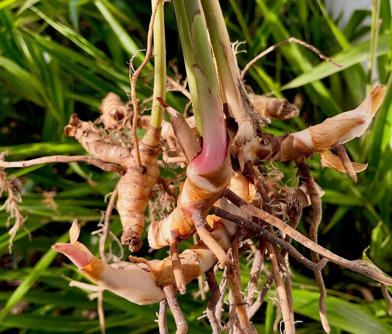 May include: Close-up of galangal rhizomes, showing the root system and stems. The rhizomes are a light brown color, with a pinkish hue at the base of the stems. The background is a blur of green foliage.