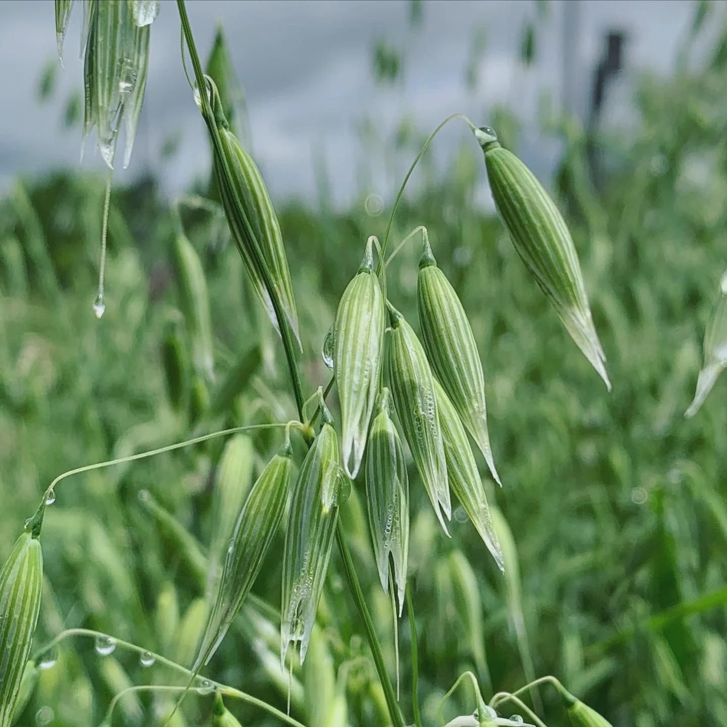 Oat Tops, Whole, Organic