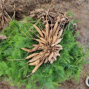 May include: A close-up of freshly harvested root vegetables, light brown in colour, with long, slender shapes, arranged on a bed of bright green, fern-like foliage. The roots are clustered together.