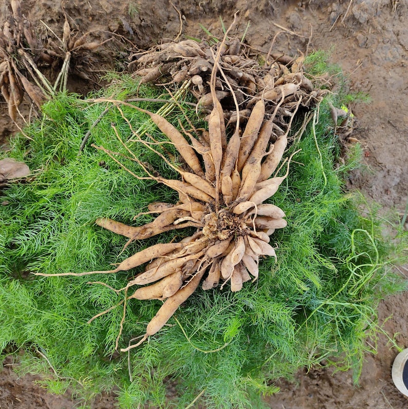 May include: A close-up of freshly harvested root vegetables, light brown in colour, with long, slender shapes, arranged on a bed of bright green, fern-like foliage. The roots are clustered together.