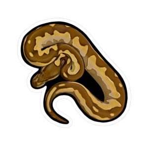 Peut inclure: Un autocollant représentant un serpent enroulé avec un motif marron et beige. Le serpent est placé sur un fond noir avec une bordure blanche. Le design est détaillé et réaliste, mettant en valeur les écailles du serpent.