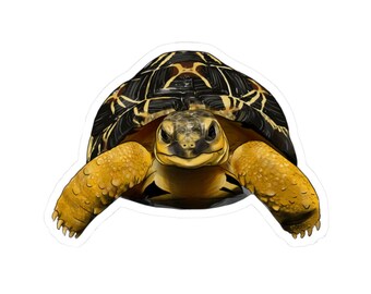 Pegatinas troqueladas de tortuga radiada / Decoración para amantes de la naturaleza, pegatinas para portátil, regalos de animales adorables, vinilo ecológico y reutilizable