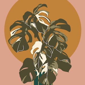 Monstera Albo