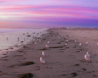 Coastal Sunset, Pink, Purple, Sky, Seagulls, Clouds, South Carlsbad Beach, California