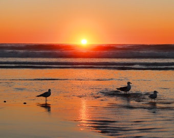 Birds of Moonlight Beach, Sunset, High Tide, Encinitas, California
