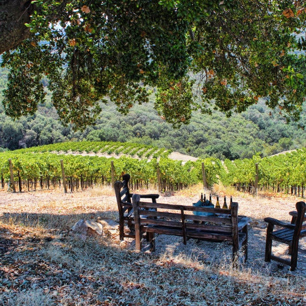 Vineyard View, Winery, Trees, Bench, Chairs, Vineyard, Alta Colina, Paso Robles, Central Coast, California