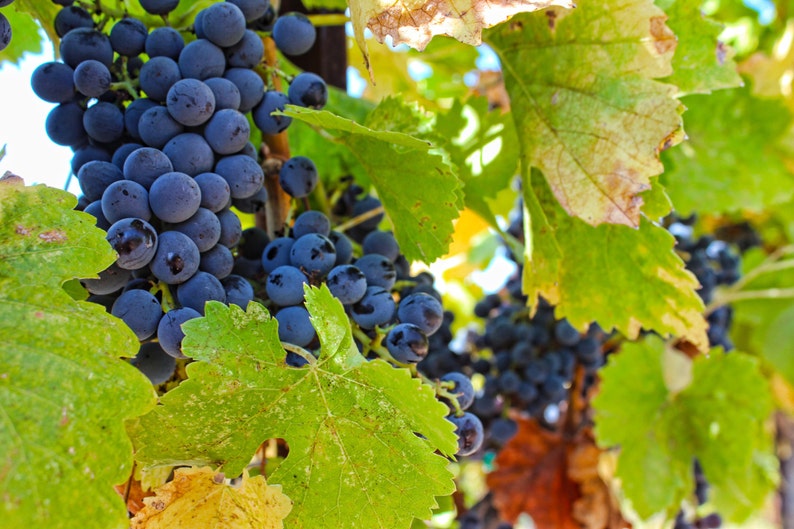 Vineyard Grapes, Winery, Wine, Grapes, Vine, Harvest, Paso Robles