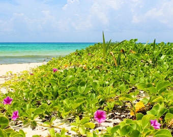 Paradise in Bloom, Morning Glory, Purple Flowers, White Sand, Blue Water, Tropical, Playa Del Carmen, Mexico