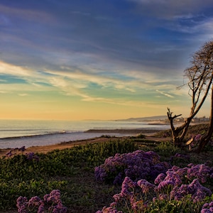 Nightfall in Carlsbad, Limonium Perezii, Sea Lavendar, Ocean, Sunset, Coast, Carlsbad, California