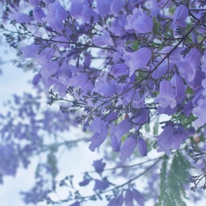 Jacaranda Tree, Purple Flowers, Spring, San Diego, California