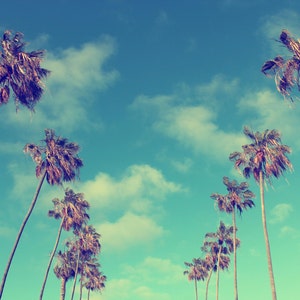 Lofty Palms, Sky, Palm Trees, Clouds, La Jolla, San Diego, California image 1