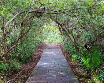 Path to Paradise, Foilage, Plants, Greenery, Boardwalk, Beach, Isle of Palms, Charleston, South Carolina