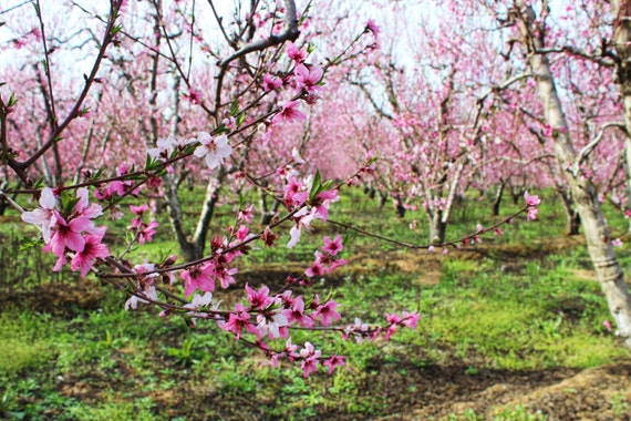Blossom Trail Arbres Fruitiers Fleurs Roses La Nature Les Vergers Sanger Central Valley Californie
