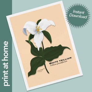 Botanische illustratie Digitale kunstafdruk - wit trillium