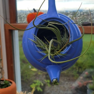 Air Plants hung in Collectable Tea Pot