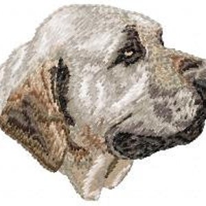 May include: A close-up of a white and brown dog's head. The dog has a short, smooth coat and a black nose. The dog's eyes are dark and alert.