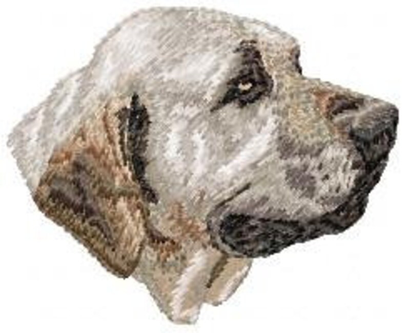 May include: A close-up of a white and brown dog's head. The dog has a short, smooth coat and a black nose. The dog's eyes are dark and alert.
