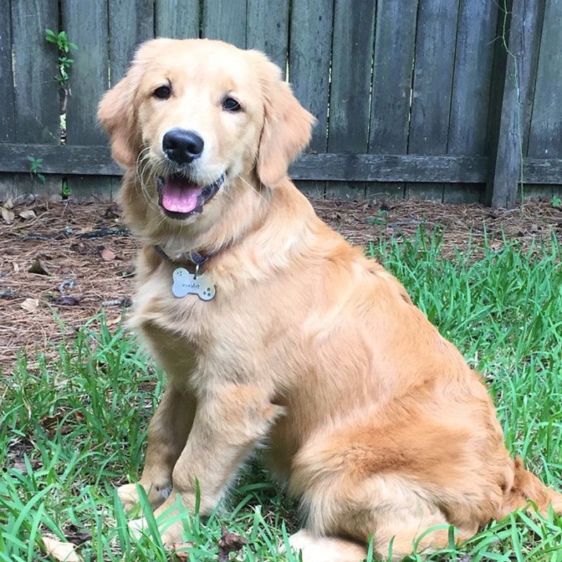 May include: A golden retriever puppy sitting in the grass, looking at the camera with its mouth open and tongue out. The puppy is wearing a collar with a tag that says "Murphy".