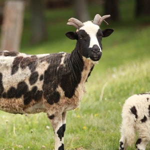 May include: A sheep with a black and white face and horns stands in a grassy field. Its body has a pattern of black spots on a white background. A smaller sheep with similar markings is nearby.