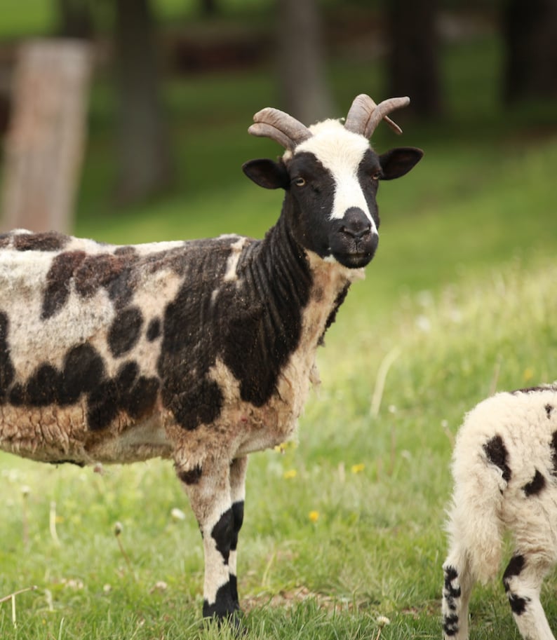 May include: A sheep with a black and white face and horns stands in a grassy field. Its body has a pattern of black spots on a white background. A smaller sheep with similar markings is nearby.