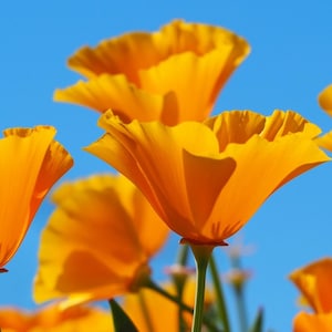 Organic Orange CALIFORNIA POPPY Flower Seeds - 200+ Seeds - Bee & Pollinator Favorite!