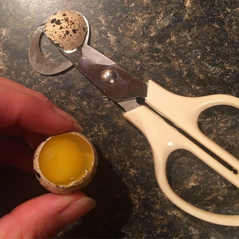 Game Changer QUAIL EGG SCISSORS Make It Easier to Crack Open Etsy