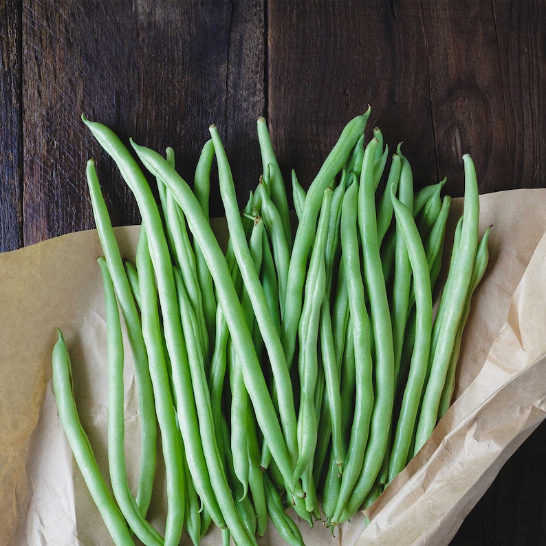 Organic BLUE LAKE 274 Green Bean Seeds 15 Seeds Etsy Organic BLUE LAKE 274 Green Bean Seeds 15 Seeds Etsy
