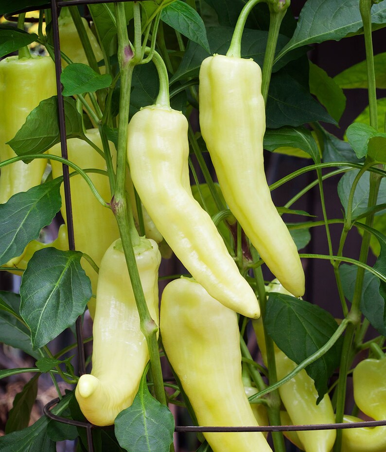 50 Seeds Organic SWEET BANANA Pepper Seeds