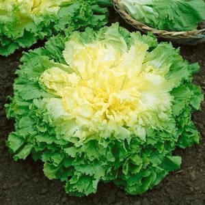 May include: A close-up of a head of frisee lettuce with a yellow center and green outer leaves.