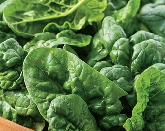 Organic BLOOMSDALE SPINACH Seeds - 100+ Seeds