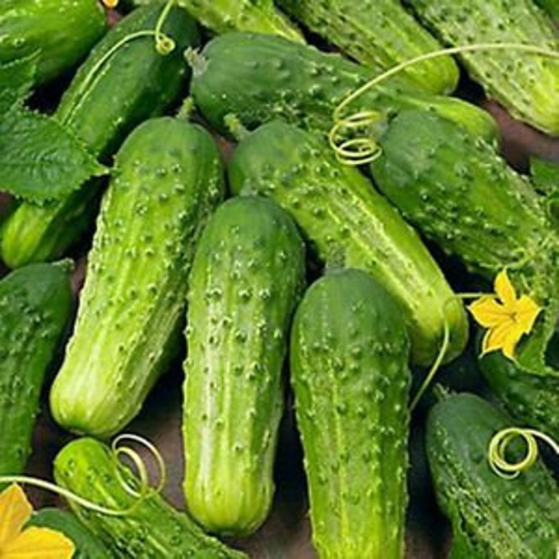 Organic BOSTON PICKLING CUCUMBER Seeds 75 Seeds Etsy
