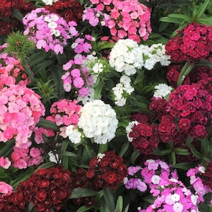 Organic Dianthus SWEET WILLIAM Flower Seeds - 100+ Seeds - Edible, Medicinal, a Bee & Pollinator Favorite!