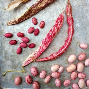 Organic TAYLOR DWARF HORTICULTURAL Bean Seeds - 15+ Seeds