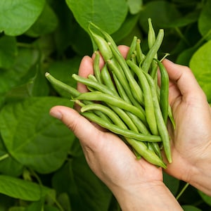 Organic TENDERGREEN Green Bean Seeds - 15+ Seeds