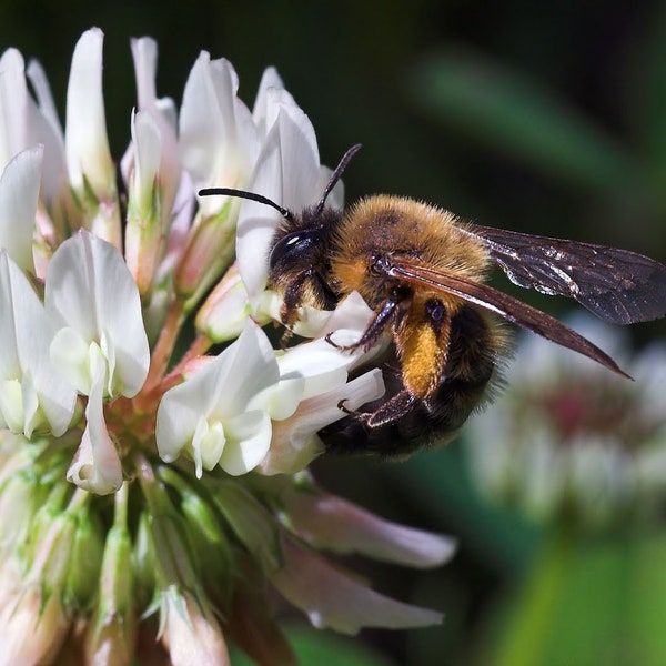 Organic DUTCH WHITE CLOVER Flower Seeds- 200+ Seeds - Bee & Pollinator Favorite!