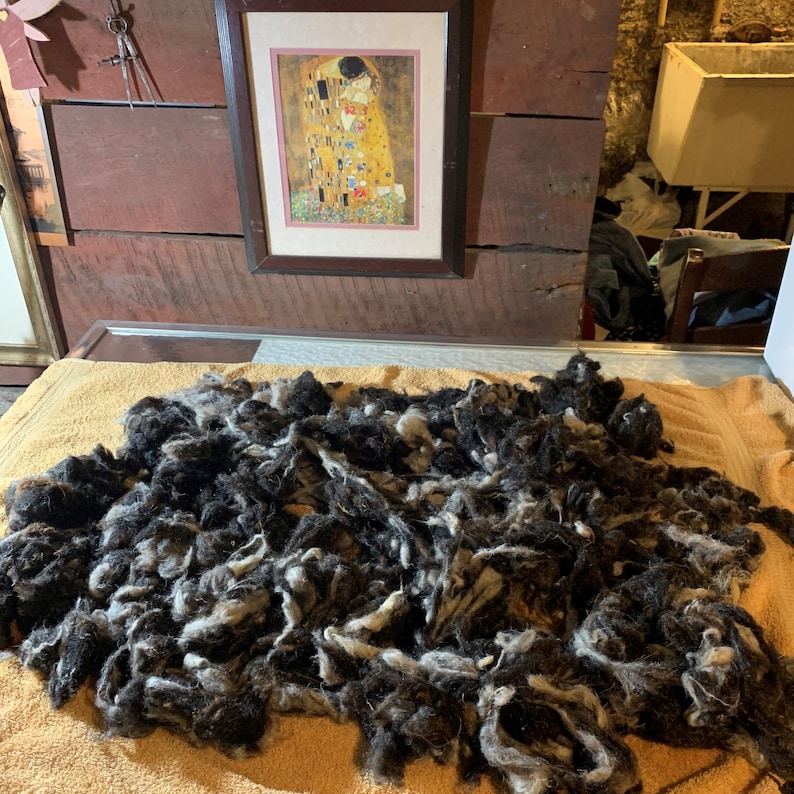 May include: A pile of raw, unprocessed wool fibers, predominantly black and gray, rests on a light orange towel. The fibers are loose and textured. A framed print of Gustav Klimt's "The Kiss" hangs in the background.
