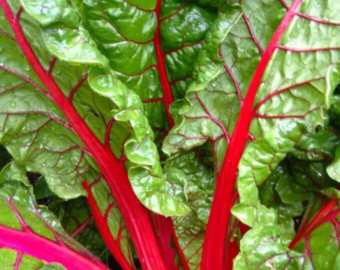 Organic Ruby Red SWISS CHARD Seeds 100 Seeds Etsy